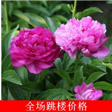 正品[空气凤梨]空气凤梨怎么养评测 空气凤梨怎