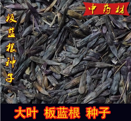 板蓝根种子纯新品种优质中药材大青叶药食兼用散装