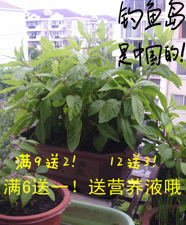 金鸡毛菜 金鸡毛草 6送1 9送2  白背三七 明月草降压草神仙草菜