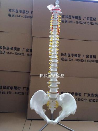 全国低价1:1人体脊椎解剖模型 脊柱模型 人体骨骼模型