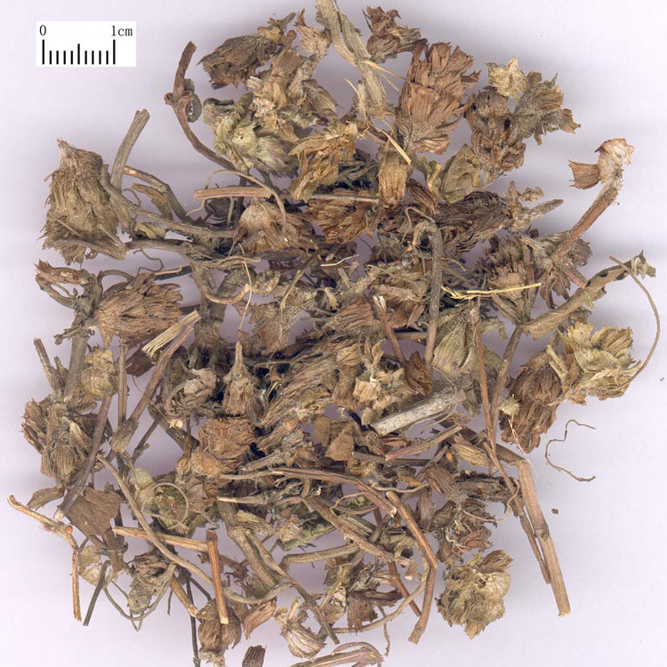 夏枯草/筋骨草/散血草 本草铺 中药材 50克