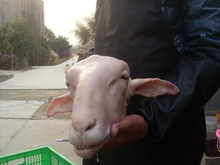 羊杂 带皮羊头500克 整个卖 价格 羊脸 羊肉 新鲜羊头 湖羊羊头
