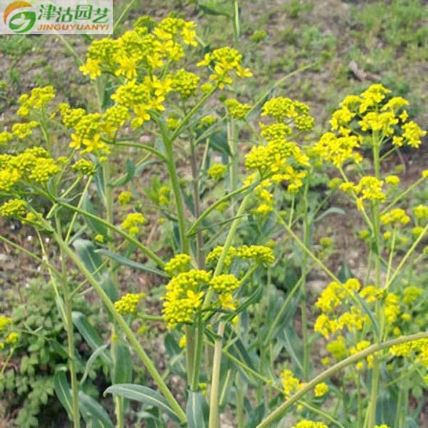 9.9元包邮 中草药种子 板蓝根种子 庭院种植 盆栽植物 约30粒