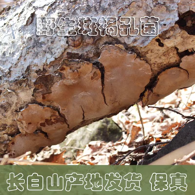 野生斑褐孔菌 斑褐灵芝 东北斑褐正品 长白山野生真菌