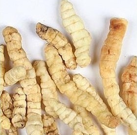 草石蚕、地蚕、土冬虫草、白冬虫草、白虫草、肺痨草1000克