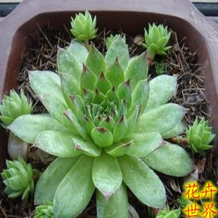 景天花卉多肉类植物*防辐射小植物*观音莲盆栽小型绿植盆栽
