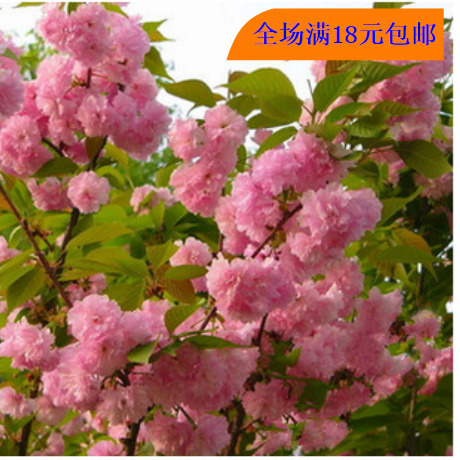 正品[樱花男孩]樱花男孩漫画在线看评测 樱花男