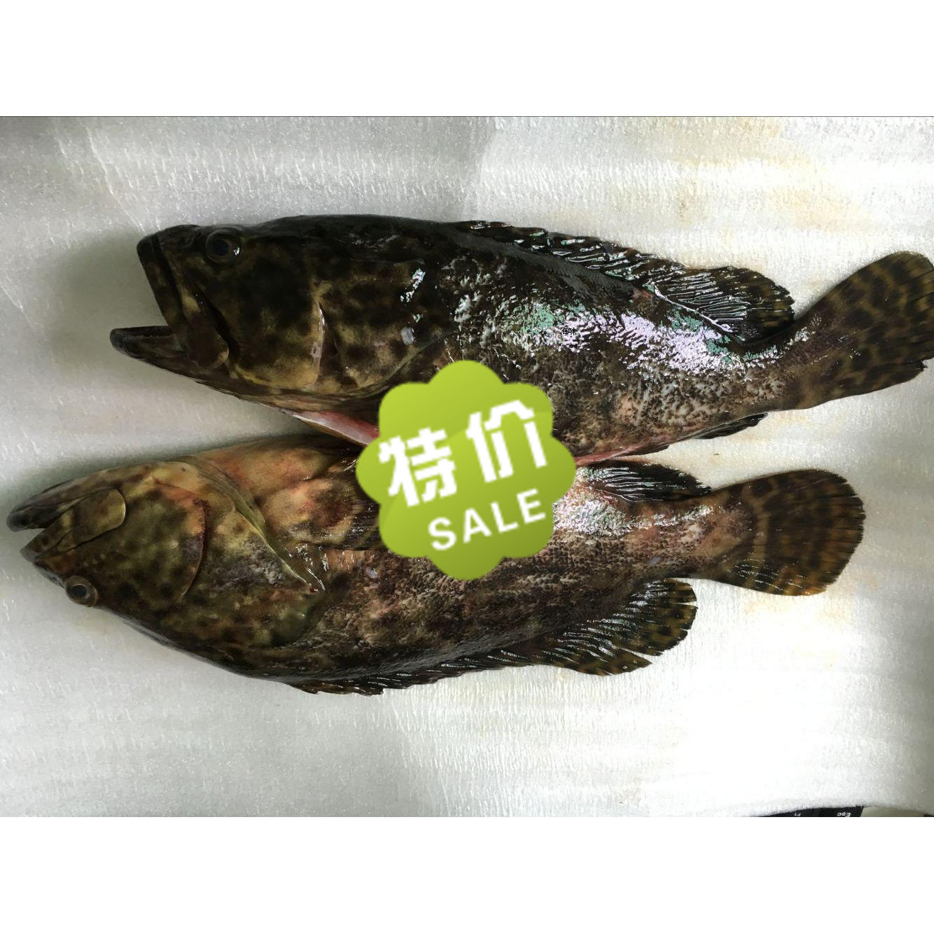 大海捕捞野生生猛石斑鱼 码头鲜活青斑龙虎斑龙胆斑 600g 鲍鱼