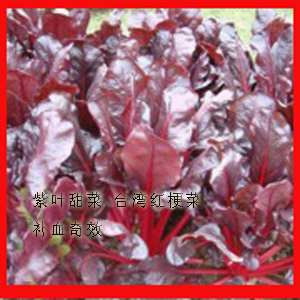 耐寒保健紫叶甜菜盆栽种苗种子 红梗菜 补血奇效甜脆爽口红叶甜菜