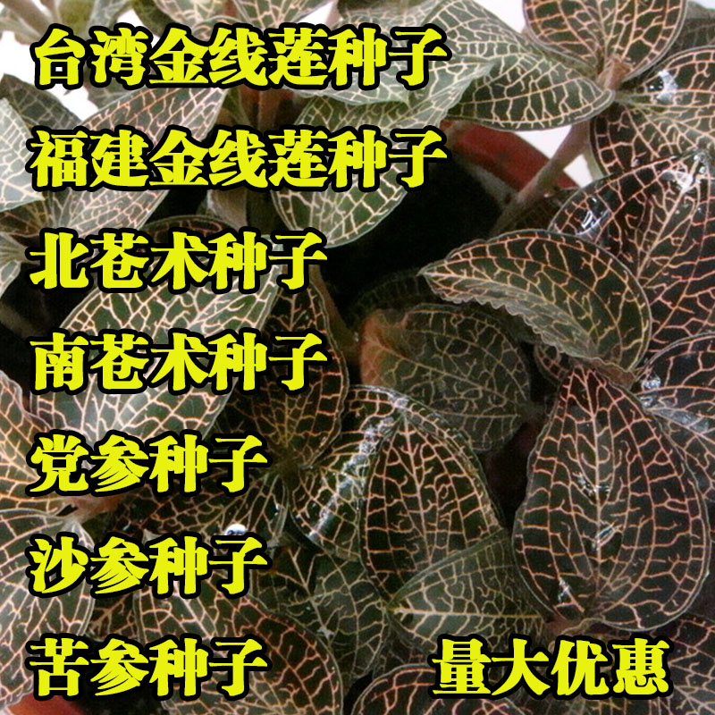 批发 北苍术种子  金线莲种子 党参种子 丹参种子  苦参种子
