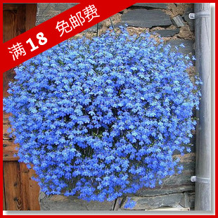 花卉种子*蔓生型六倍利种子*赛船天蓝*泛美垂吊半边莲进口