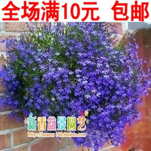 翠蝶花种子 垂吊花草半边莲 阳台盆栽花卉种子 可做吊兰 约100粒