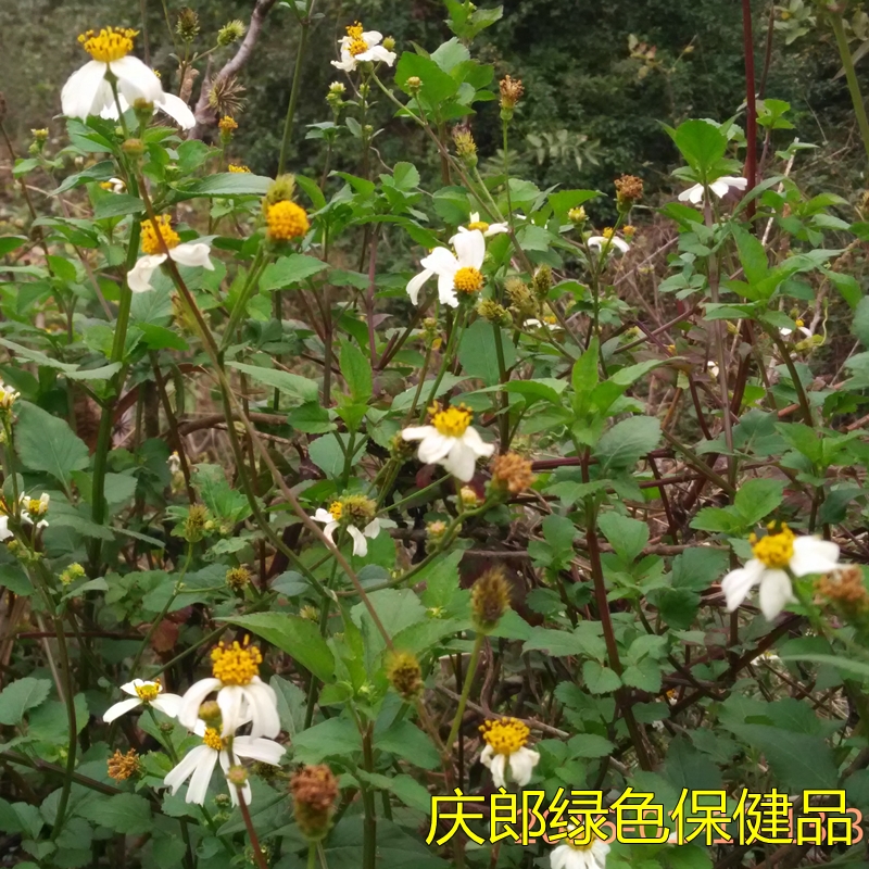 野生现采 天然鬼针草苗 三叶鬼针草茶 鬼针草降压茶盆栽绿植