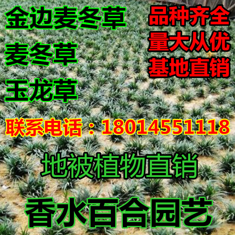 正宗玉龙草 日本矮麦冬草 苗 金边麦冬草 细叶麦冬草 青叶麦冬草