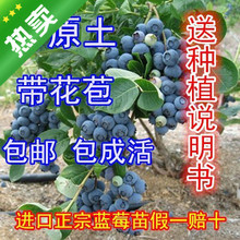 蓝莓树苗蓝莓盆栽苗蓝莓结果苗南方北方品种 原土发货蓝莓苗 包邮
