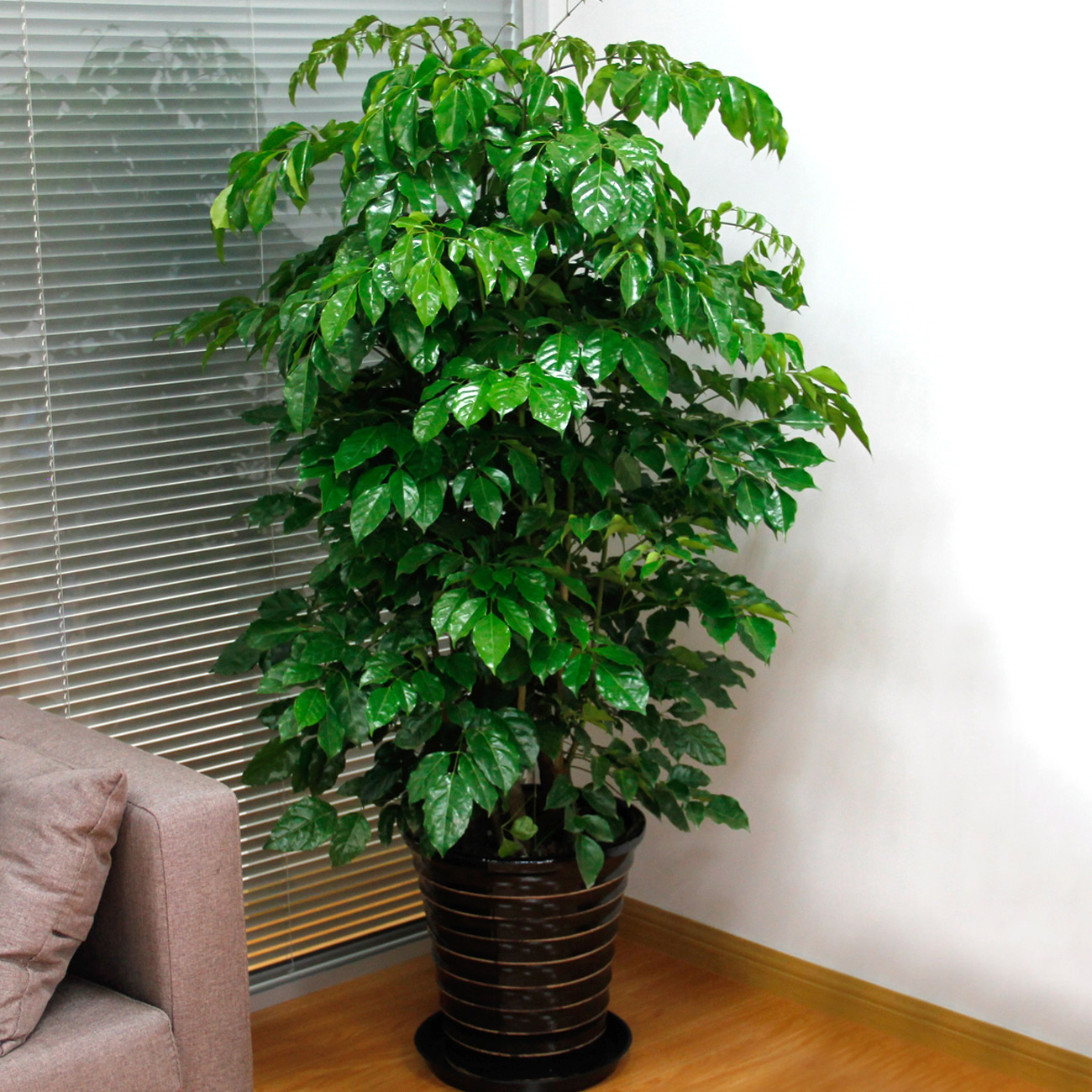 盆栽植物室内大型绿植 TB12hC4LpXXXXXnapXXXXXXXXXX_!!0-item_pic.jpg