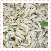 香薰 药用 做纯露 花茶 药用鲜花 白兰鲜花花蕾 新鲜白兰花鲜花