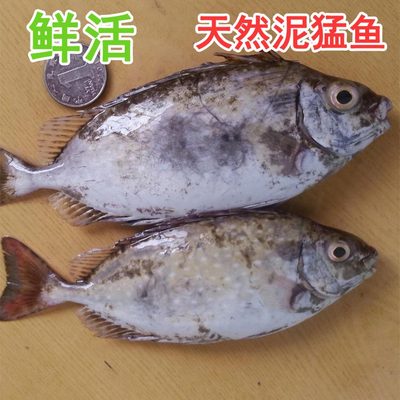 当天海捕鲜活泥猛鱼 野生 新鲜花猛鱼 刺篮子鱼 海鲜鱼类