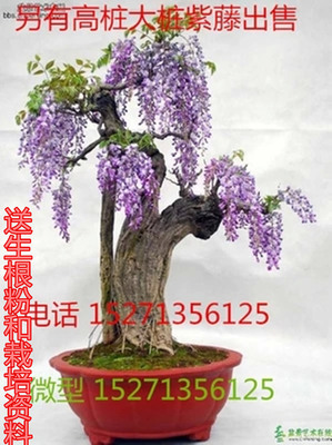 紫藤树桩下山桩盆景中高端庭院别墅种植大桩高桩精品优质野生紫藤
