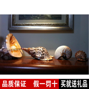 包邮极品玫瑰鹦鹉螺5-10cm海螺贝壳摆件家居创意礼品稀有收藏名螺
