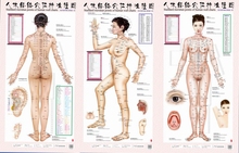 女性人体穴位经络大挂图中医美体针灸艾灸养生保健穴位图 经络家用图书籍 1套3张挂图 包邮 女性 人体经络穴位标准挂图 正版