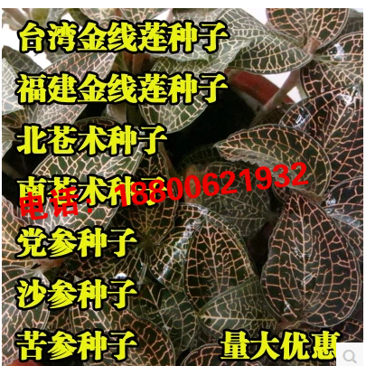 批发 北苍术种子 金线莲种子 党参种子 丹参种子 苦参种子