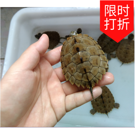 正品[宠物龟]宠物龟价格评测 宠物龟怎么养图片