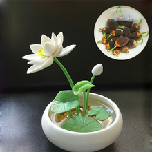 包邮 四季种植水生碗莲含花盆水培植物小睡莲迷你花卉荷花盆栽套餐