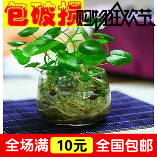 水培植物铜钱草金钱草花卉盆栽盆景防电脑辐射办公绿植净化空气。