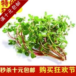 包邮 低价 蔬菜种子 马齿苋种子 长寿菜种子 五行菜种子 补血菜