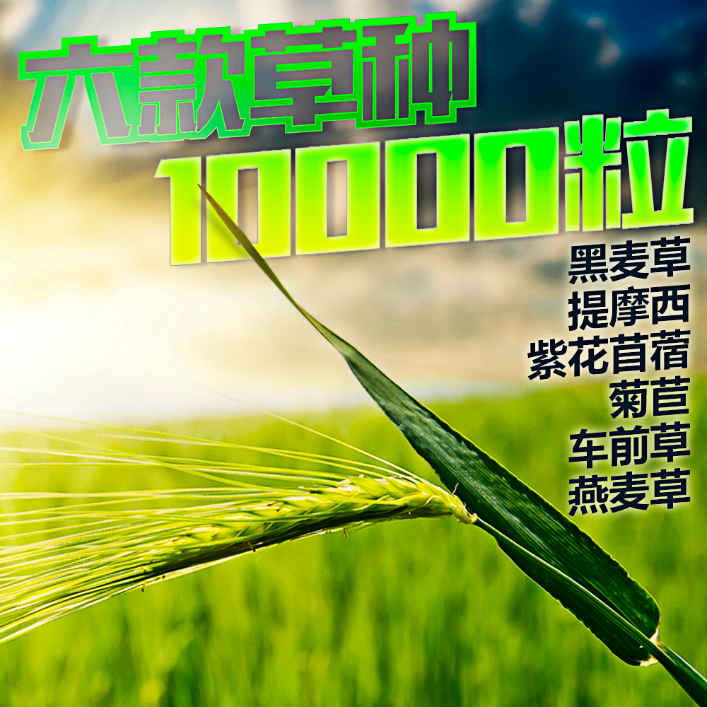 提摩西 车前草 黑麦草  燕麦草 菊苣 蒲公英 牧草种子 陆龟饲料