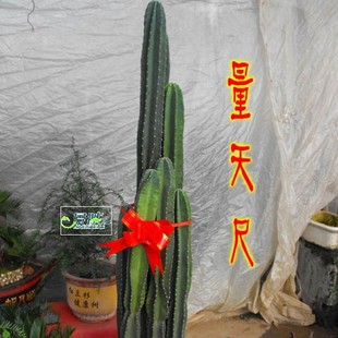 仙人掌类-仙人柱 量天尺 无刺天轮柱 盆栽植物 抗防辐射 将军柱