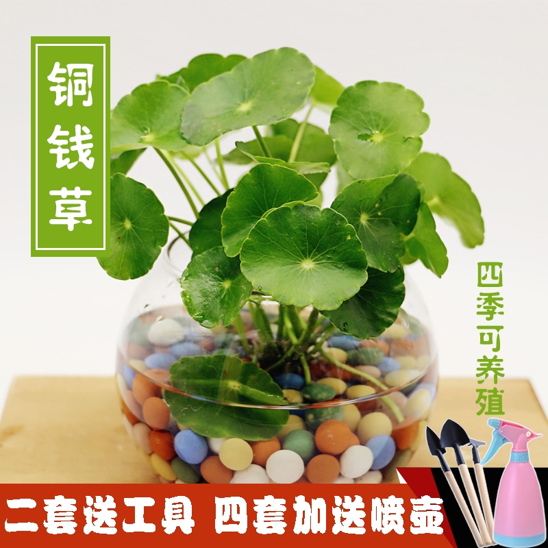 盆栽铜钱草套餐 花卉室内植物 开运转运土培水培金钱草碗莲绿植
