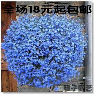特价秒杀 半边莲 美国进口花种子50粒多色可选