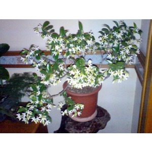 正品[络石盆景]络石盆景图片评测 络石盆景修剪