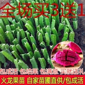 红肉火龙果树苗 南方北方种植当年结果地栽带根 红心火龙果苗盆栽