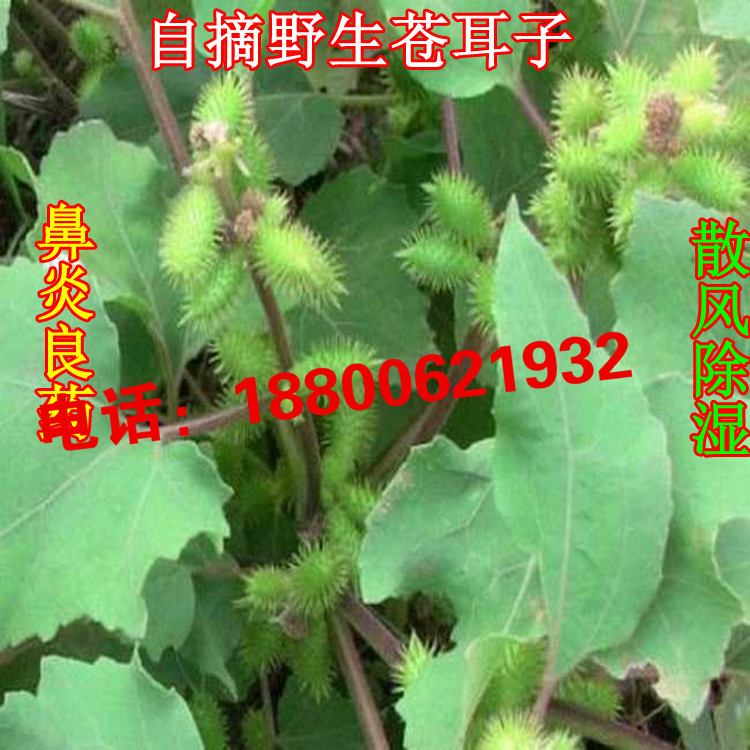 中药材种子苍耳子蛇床子滇刺枣白花蛇舌草透骨草徐长卿子香附子
