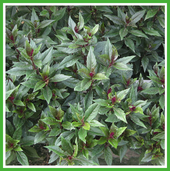 阳台种菜  紫背天葵 补血菜 高度30-40cm苗 带土带营养钵苗