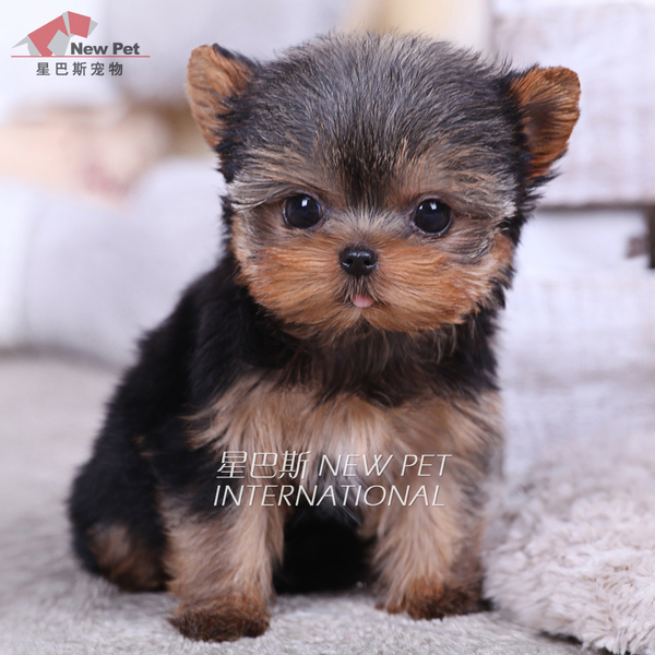 热销宠物狗 进口纯种金头银背约克夏梗犬宠物狗活狗幼犬出售Y231_易购客 凌空星巴斯_易购街