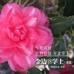 【金边十八学士】茶花盆栽扦插小苗2-3年苗高30-40永福阿布 包邮