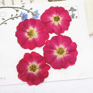 月季花 押花压花干花 天然干花手机壳 植物教学标本8朵