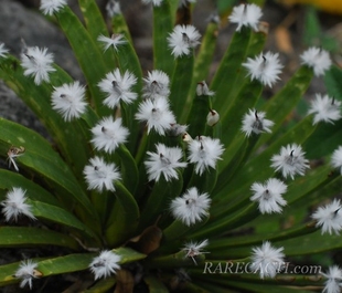 种子a3龙舌兰agave 棉花糖白头翁龙舌兰苗种子(景番 albopilosa