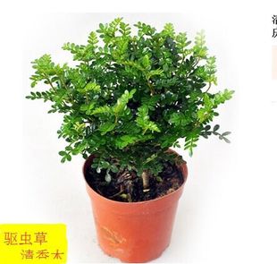 清香木驱蚊草净化空气办公室盆栽室内植物除异味绿色盆景重庆花卉