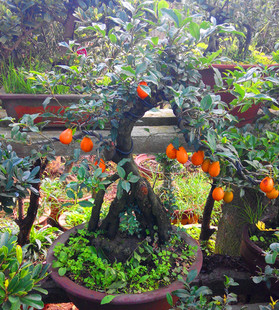 山稔树盆景图,稔子树盆景图片,山稔子盆景(第2页)_大山谷图库