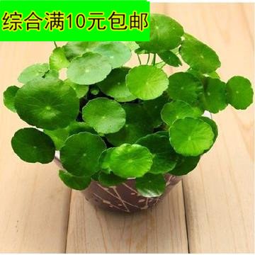 土培水培铜钱草 金钱草 室内绿植净化空气 防辐射 想赚钱养钱钱