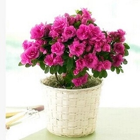 正品[映山红苗]映山红原唱评测 图片_惠惠购物