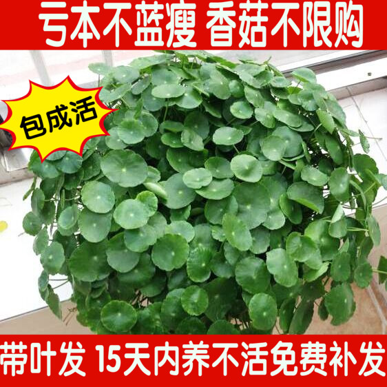 铜钱草水培绿植 植物 金钱草盆栽土培  带叶发货 除甲醛包成活