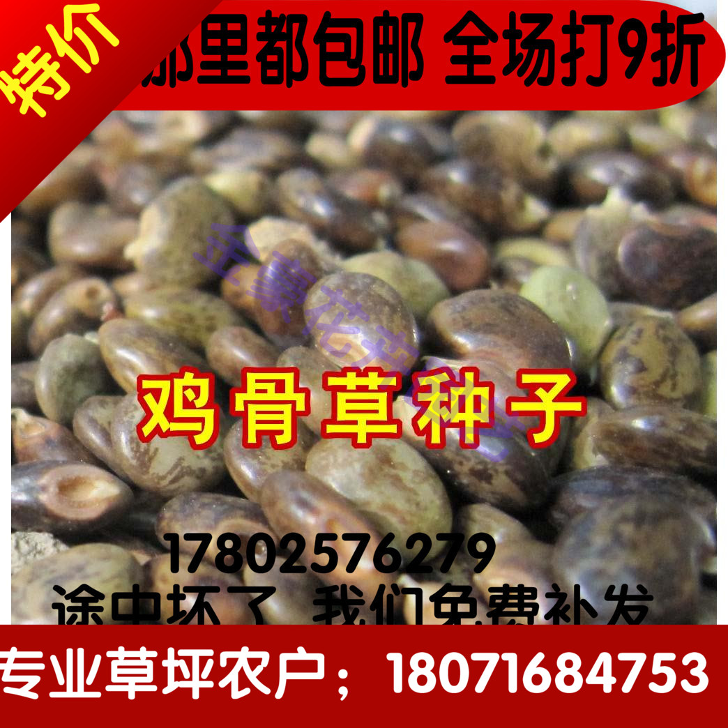 鸡骨草种子 中药材鸡骨草籽 鸡骨草种植 中药材种子 鸡骨草药材