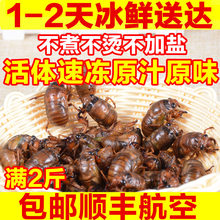 包邮 蝉蛹 2017新鲜知了猴105只左右野生知了猴金蝉活体速冻满2