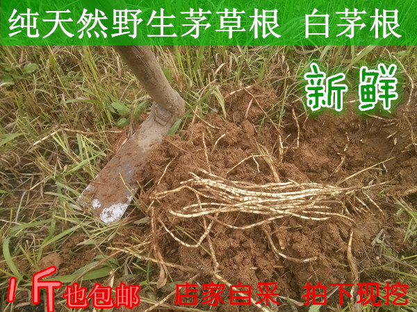 武陵山野生 毛草根 白茅根 丝毛草根 现挖中药材草药新鲜茅根茶